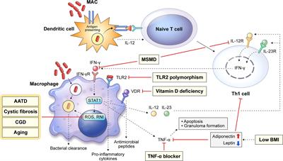 Modulating macrophage function to reinforce host innate resistance against Mycobacterium avium complex infection